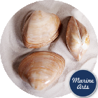 Polished Cappuccino Clam Pair - Decor Pack
